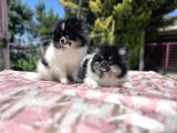 Panda Pomeranian Yavrular En Özeli En Uygun