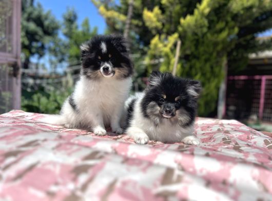 Panda Pomeranian Yavrular En Özeli En Uygun görsel