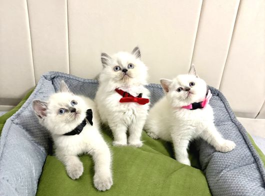 Ev Ortamından Cana Yakın Bebekler görsel