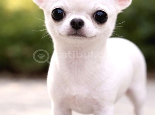 Elma Kafa Chihuahua