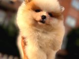 Ori̇ji̇nal Pomerani̇an Bebekler