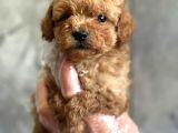Kore toy poodle bebekler