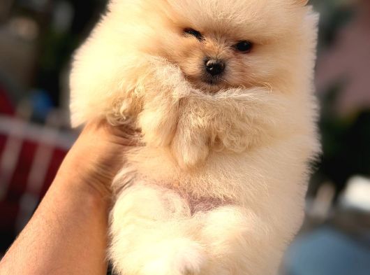 Ori̇ji̇nal Pomerani̇an Bebekler görsel