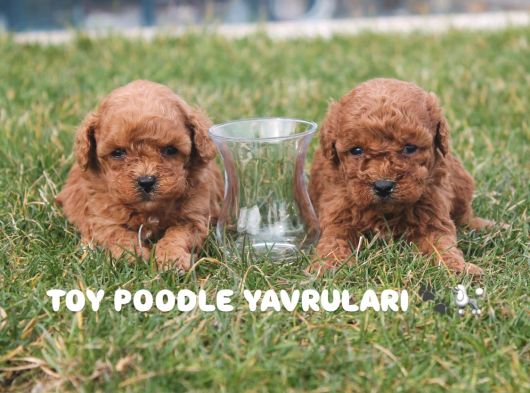 Üst Kali̇te Toy Poodle Yavrulari görsel
