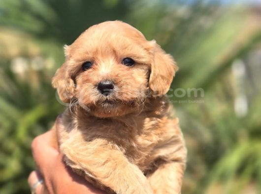Peluş Görünümlü Teacup Maltipoo