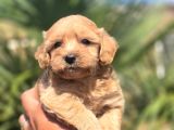 Teddy Bear Suratlı Maltipo Bebekler Teslime Hazır