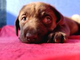 Üreti̇ci̇den A Plus Kali̇te Labrador Yavrular