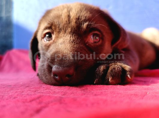 Üreti̇ci̇den A Plus Kali̇te Labrador Yavrular görsel