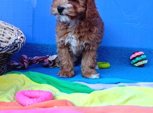 İnanilmaz Güzelli̇kte Malti̇poo Yavrular görsel