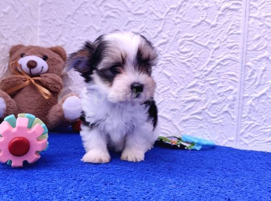 Muhteşem Orjinal Morkie görsel