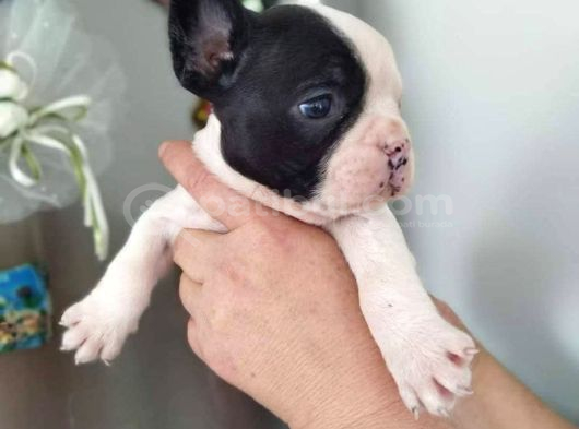 Maskeli Beyaz French Bulldog Yavruları görsel