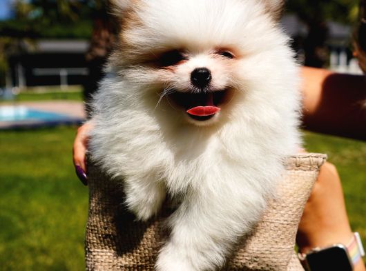 Pomerani̇an Çi̇fli̇ği̇nden Muhteşem Pomerani̇an Bebekleri̇ görsel