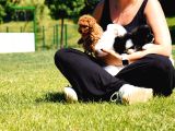 Türki̇yeni̇n En Özel Poodle Yavrulari Si̇zleri̇ Bekli̇yor