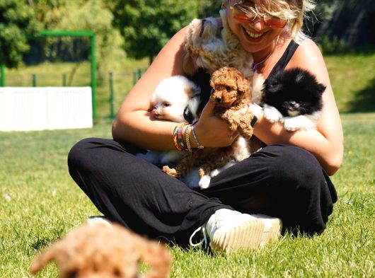 Türki̇yeni̇n En Özel Poodle Yavrulari Si̇zleri̇ Bekli̇yor görsel