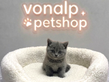 Vonalp Pet Garantisiyle Efsane Güzelli̇kte Bri̇ti̇sh Shorthai̇r