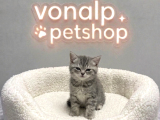 Vonalp Pet Garantisiyle Efsane Güzelli̇kte Bri̇ti̇sh Shorthai̇r