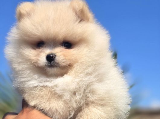 Gerçek Pomeranian Boo Kalitesi görsel