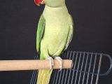 Erkek Genç Jumbo Boy Bi̇lezi̇kli̇