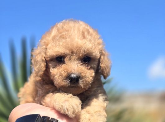 Teddy Bear Suratlı Maltipo Bebekler Teslime Hazır görsel