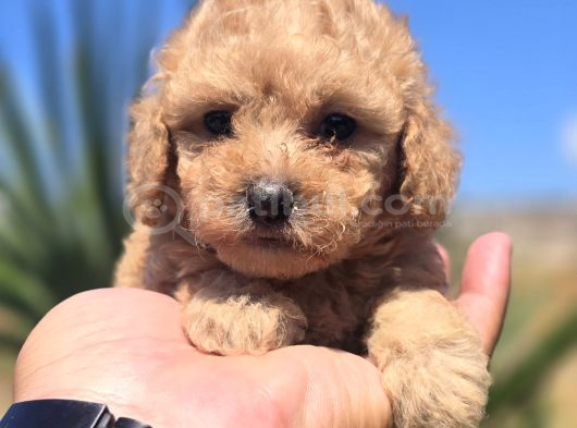 Peluş Görünümlü Teacup Maltipoo görsel