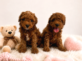 Irk Ve Sağlık Garantili Toy Poodle Yavrular