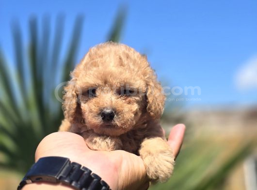 Teddy Bear Suratlı Maltipo Bebekler Teslime Hazır görsel