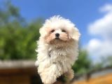 Teacup Maltese Terrier Yavruları