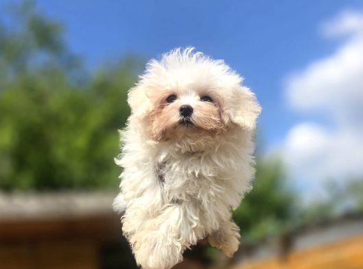 Teacup Maltese Terrier Yavruları görsel
