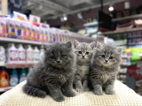 Vonalp Pet Garantisiyle Efsane Güzelli̇kte Bri̇ti̇sh Shorthai̇r