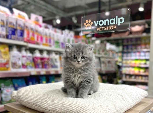 Vonalp Pet Garantisiyle Efsane Güzelli̇kte Bri̇ti̇sh Shorthai̇r görsel