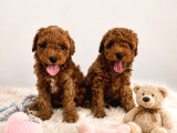 Irk Ve Sağlık Garantili Toy Poodle Yavrular