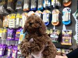 Vonalp Pet Mall Of İstanbul  Garantisiyle  Toy Poodle