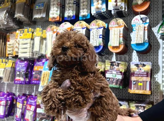 Vonalp Pet Mall Of İstanbul  Garantisiyle  Toy Poodle görsel