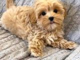 Kahve Tonlu Malti̇poo Ci̇nsi̇ Yavrular