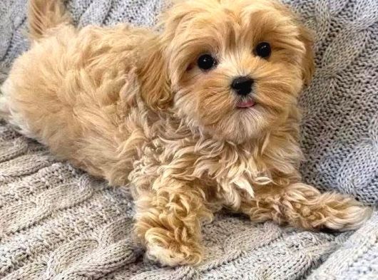 Kahve Tonlu Malti̇poo Ci̇nsi̇ Yavrular