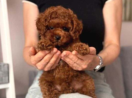 Toy Poodle Sevi̇mli̇ Yavrular Ev Üreti̇mi̇ görsel