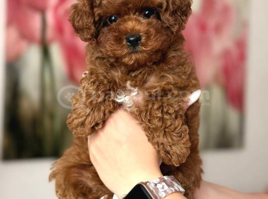 Toy Poodle Sevi̇mli̇ Yavrular Ev Üreti̇mi̇