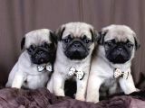 Pug Mops Yavrularım