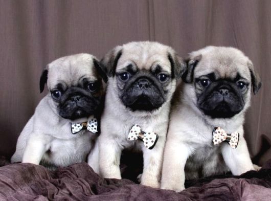 Pug Mops Yavrularım görsel