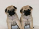 Pug Mops Yavrularım