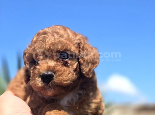 Safkan Red Brown Toy Poodle  Sağlık Kontrollü görsel