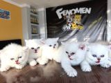 Golden Scottish Fold Yavrularimiz Ankara Mağazamizda
