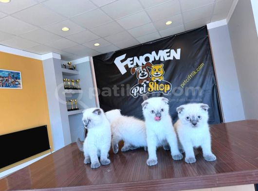 Golden Scottish Fold Yavrularimiz Ankara Mağazamizda görsel