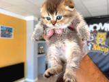Golden Scottish Fold Yavrularimiz Ankara Mağazamizda