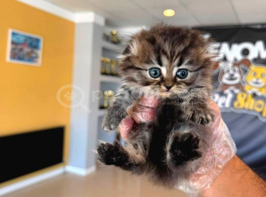Golden Scottish Fold Yavrularimiz Ankara Mağazamizda görsel