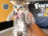 Golden Scottish Fold Yavrularimiz Ankara Mağazamizda