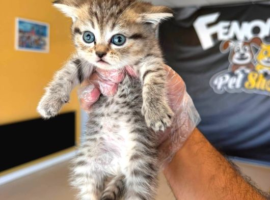 Golden Scottish Fold Yavrularimiz Ankara Mağazamizda görsel