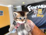 Golden Scottish Fold Yavrularimiz Ankara Mağazamizda