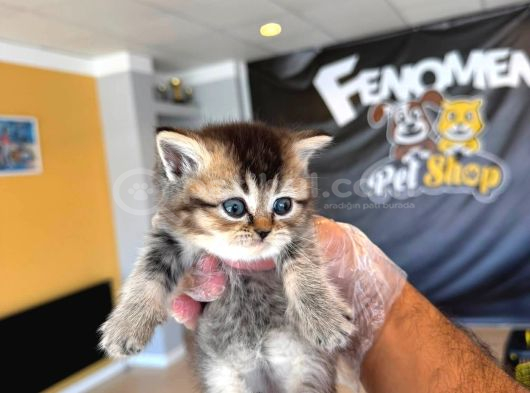 Golden Scottish Fold Yavrularimiz Ankara Mağazamizda görsel