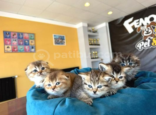 Golden Scottish Fold Yavrularimiz Ankara Mağazamizda
